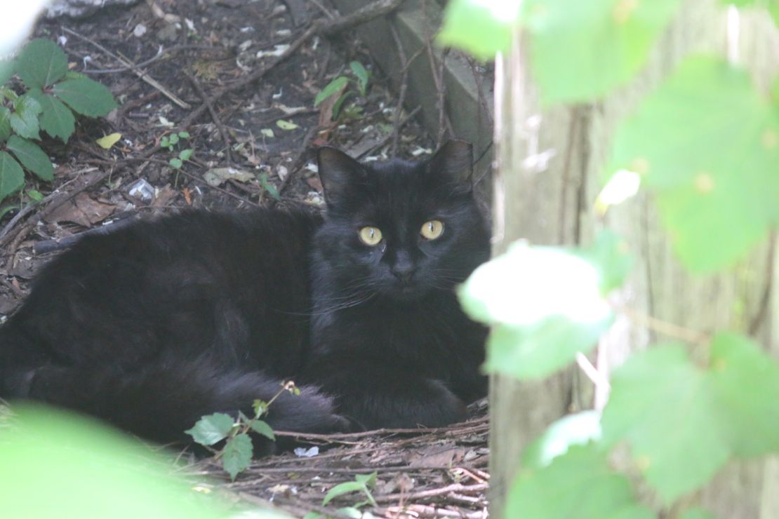 Neighbors say they haven't seen rats since the cats got to work.