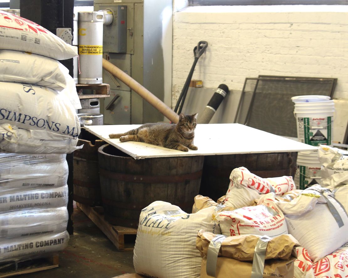 Venkman the cat guards grain at Empirical Brewing.