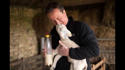 The Prime Minister feeds orphaned lambs ahead of the 2015 general election. 