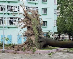 A tree lies fallen in front of a public housing estate in Hong Kong. (Dustin Shum)