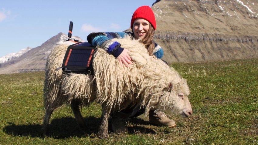 Durita Dahl Andreassen, an employee of Visit Faroe Islands, poses with a sheep strapped with a 360-degree camera.