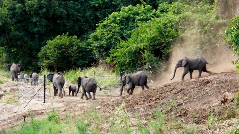 An elephant family is off to explore Nkhotakota