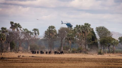 African Parks, a conservation NGO that manages national parks and protected areas across Africa, is heading up the massive operation. The first phase this month saw 92 elephants moving home. For their capture, a helicopter is used to herd the family groups together into a suitable place.