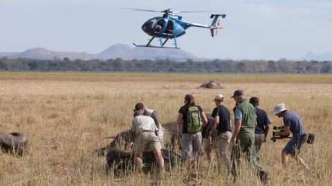 The elephants are then sedated by darts from above by rangers, which immobilizes them. As each animal falls, a team on the ground approaches it for a health check, ensuring it can breathe normally. If an elephant falls on its chest, it needs to be moved immediately, as this can cause asphyxiation. <em>Photo: Frank Weitzer</em>