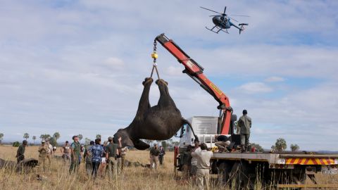 Once asleep, the elephant is airlifted onto a truck. <em>Photo: Frank Weitzer</em>
