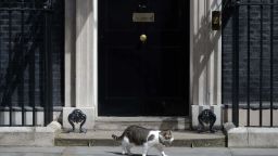 Larry, the 10 Downing Street cat, prowls outside the door of number 10 Downing Street in London on July 13, 2016, as Prime Minister David Cameron prepares to address his final Prime Minister's Questions at the House of Commons.British Prime Minister David Cameron is leaving his official 10 Downing Street on July 13 to make way for Theresa May, but one resident is staying put: Larry the cat. Larry has been stalking the corridors of power since 2011, when he was brought into the prime minister's office to handle pest control affairs. / AFP / OLI SCARFF        (Photo credit should read OLI SCARFF/AFP/Getty Images)
