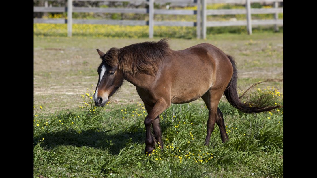 Ocracoke Island's wild ponies are among its most sought-after residents. It's believed that ships ran aground centuries ago and unloaded Spanish mustangs on the island.