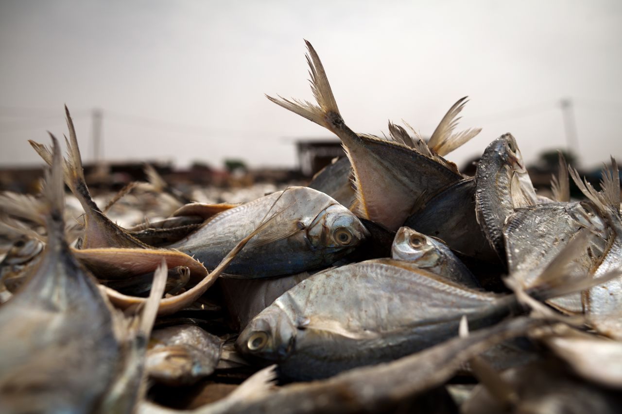Fish at the fish processing site in Joal where fish is preserved by drying and smoking.