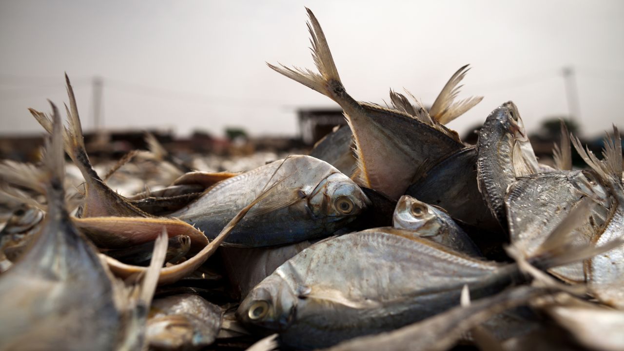 Fish at the fish processing site in Joal where fish is preserved by drying and smoking.