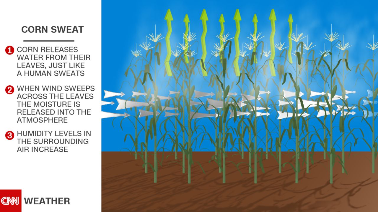 Humidity levels increase across the plains in the summer months due to evapotranspiration.