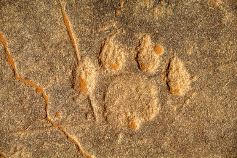 Rock Art Across Africa Is Dying Say Experts CNN   160715160251 African Rock Art Algeria Lion Footprint 