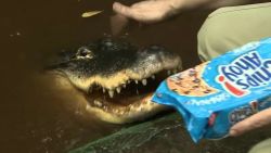 pizza eating pet alligator pkg_00011329.jpg