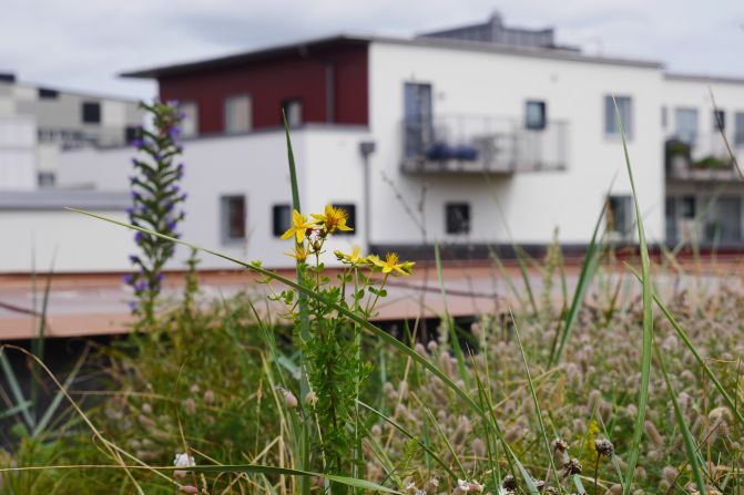 "I think green roofs also bring a great deal of aesthetic value for the people with balconies and windows facing them," says Jonatan Malmberg, head of projects and development at the Scandinavian Green Roof Institute.
