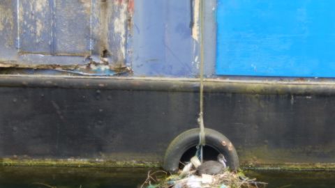 trashbird