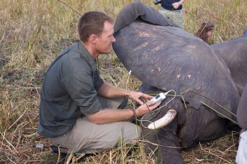 The animals' vital signs are monitored by the team paramedic throughout the move. <em>Photo: Frank Weitzer</em>