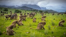 Ethiopia11-Gelada baboons in Simien Mountains National Park c Ethiopian Tourism Organization