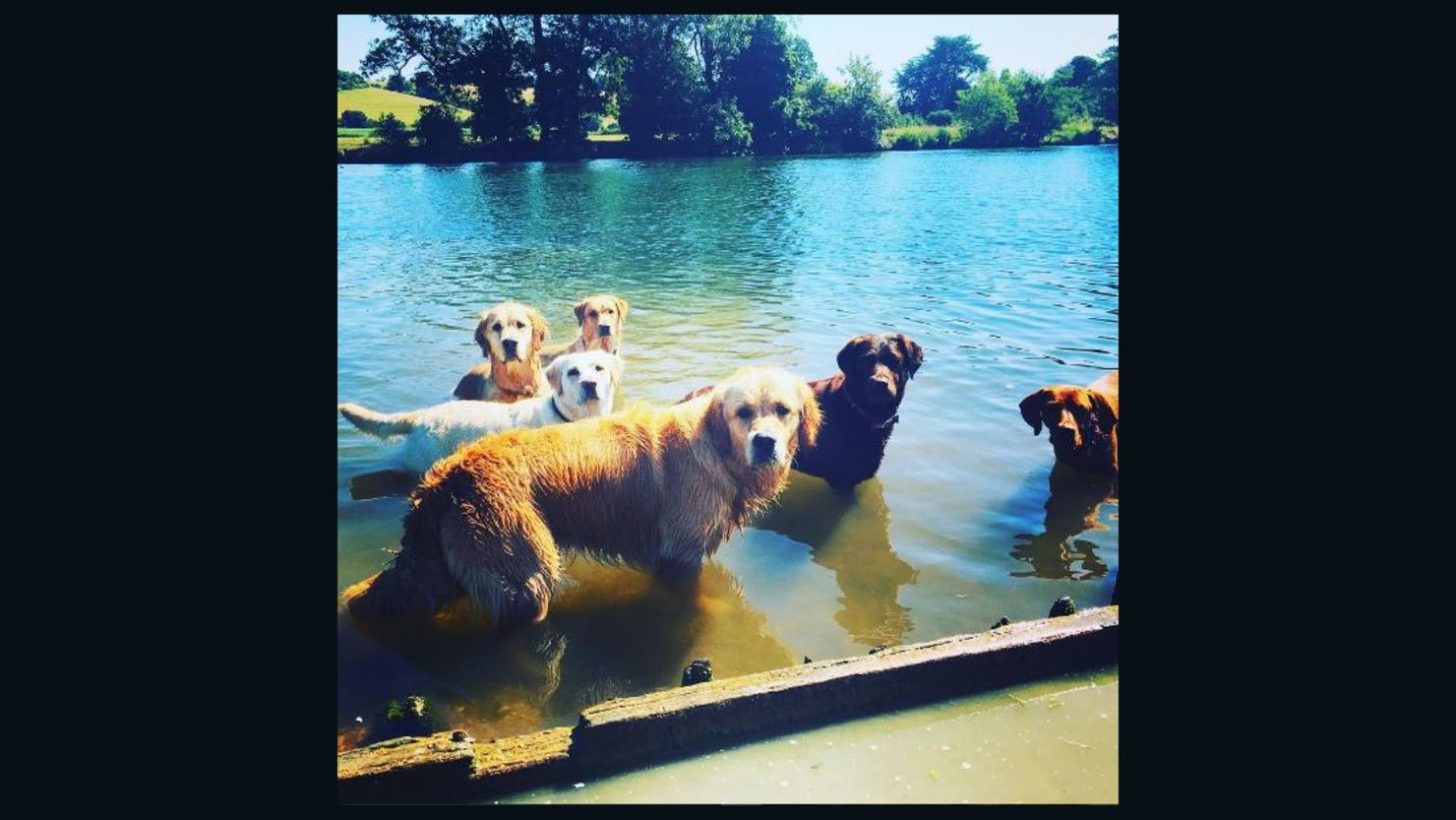 Dogs cooling off in the river at Henley-on-Thames, UK