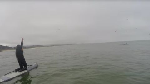 This wasn't the first time one of the whales approached the flutist