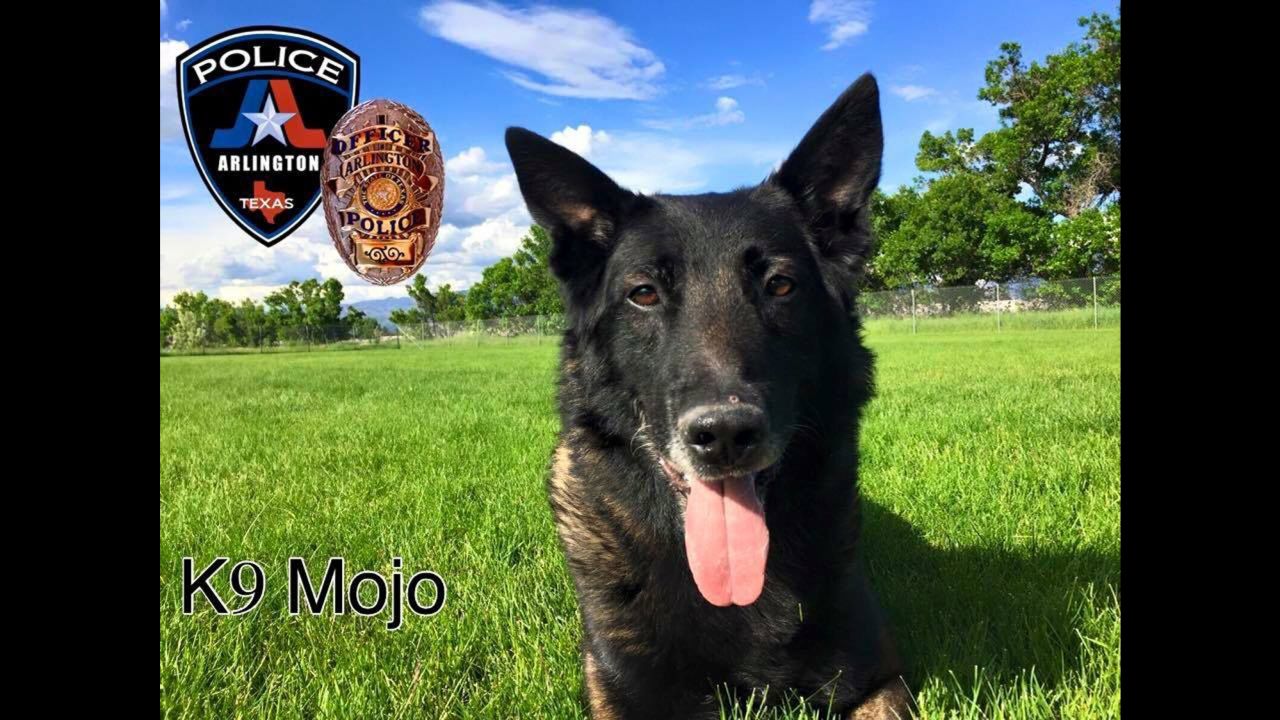 Mojo, a Belgian Malinois, joined the department when he was 2 years old in 2010.