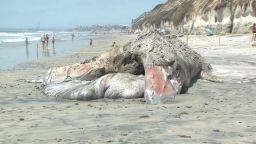 dead whale california landfill pkg _00003704.jpg
