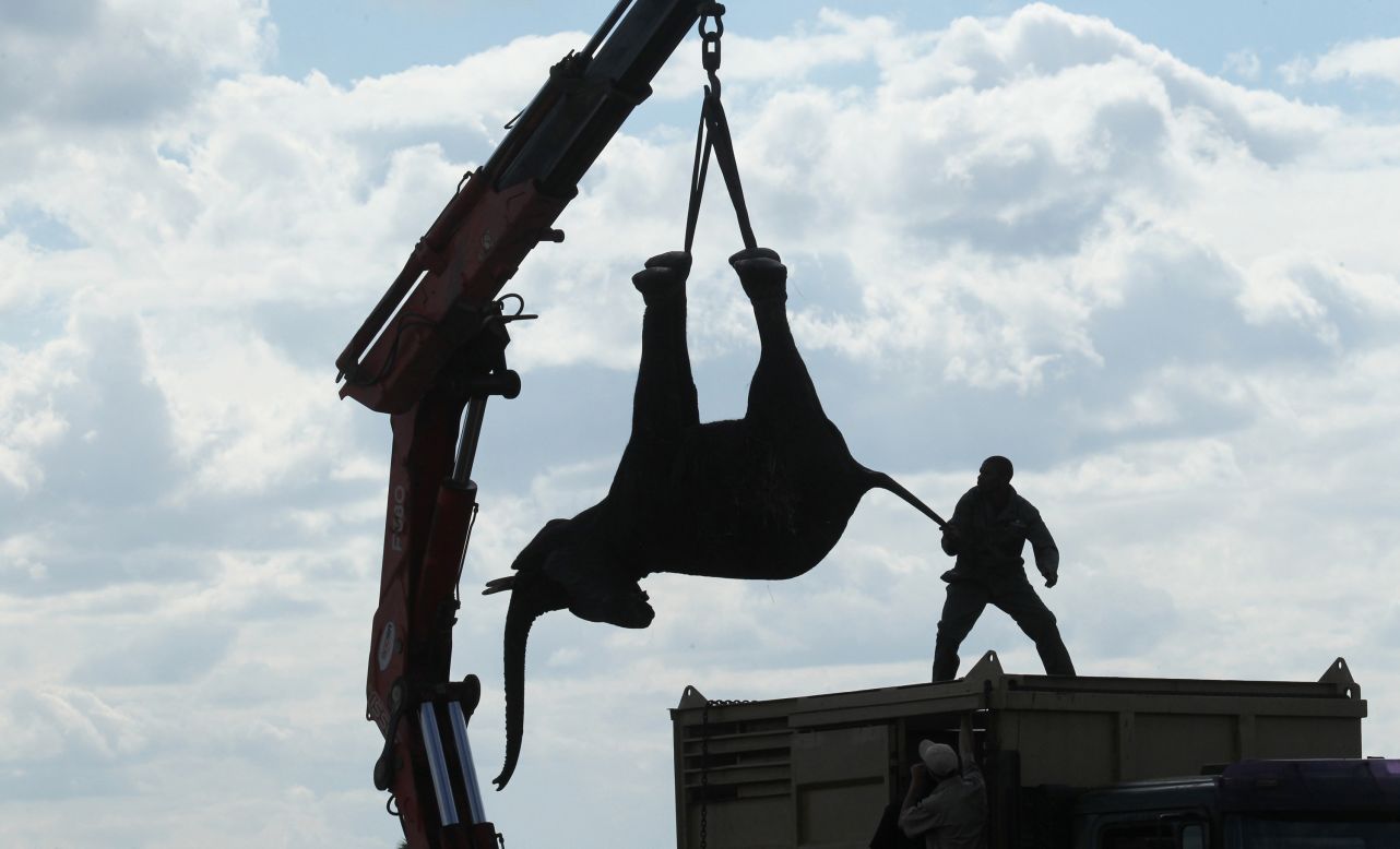 The elephants were first immobilized by darts, fired from a helicopter, before they were moved by truck and crane on a road trip of about 185 miles.