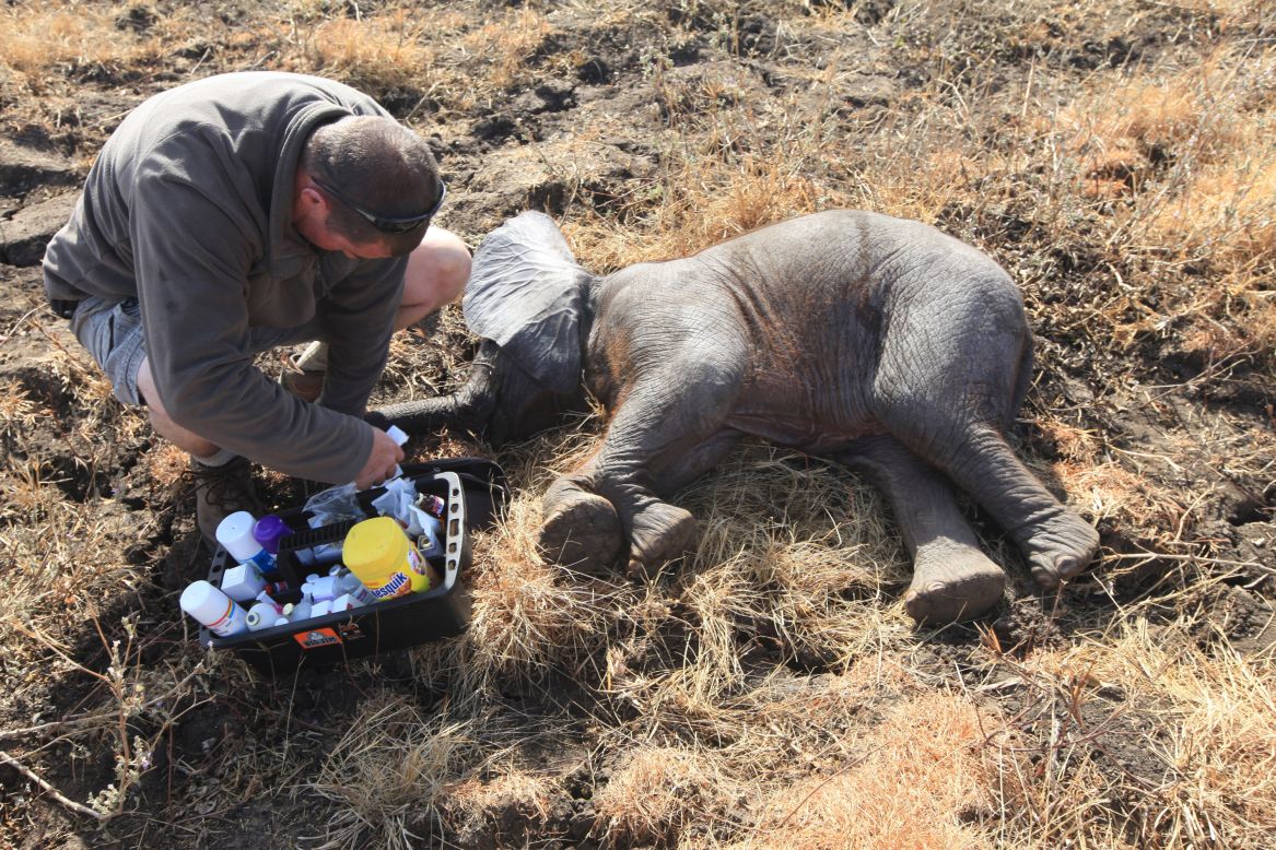 African Parks is relocating "surplus" elephants from two parks to a third one, where the elephant population has been wiped out by poachers. 