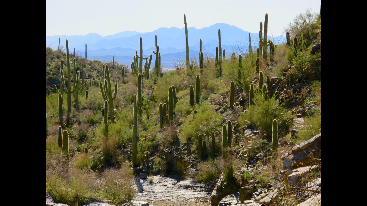 "I headed to Arizona, partly because I wanted to explore the future of the cactus that symbolizes America's West and partly because my mother lived there," wrote Woods. "As is the case with many Baby Boomers, my love of the national parks can be traced to parents packing us in a station wagon and hitting the road. When I arrived in Tucson, my mom was diagnosed with a rare cancer and given months to live, instantly making all my plans for the year seem simultaneously meaningless and even more meaningful."