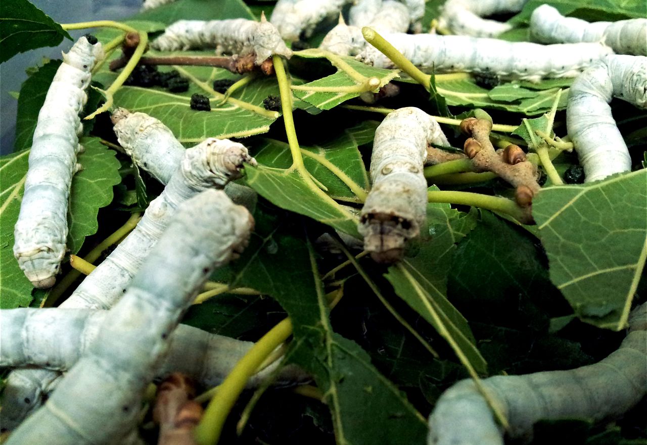 Genetically engineered silkworms feed on mulberry leaves. The modified silkworms can produce much more harvestable spider silk than spiders, according to Kraig Biocraft Labs.