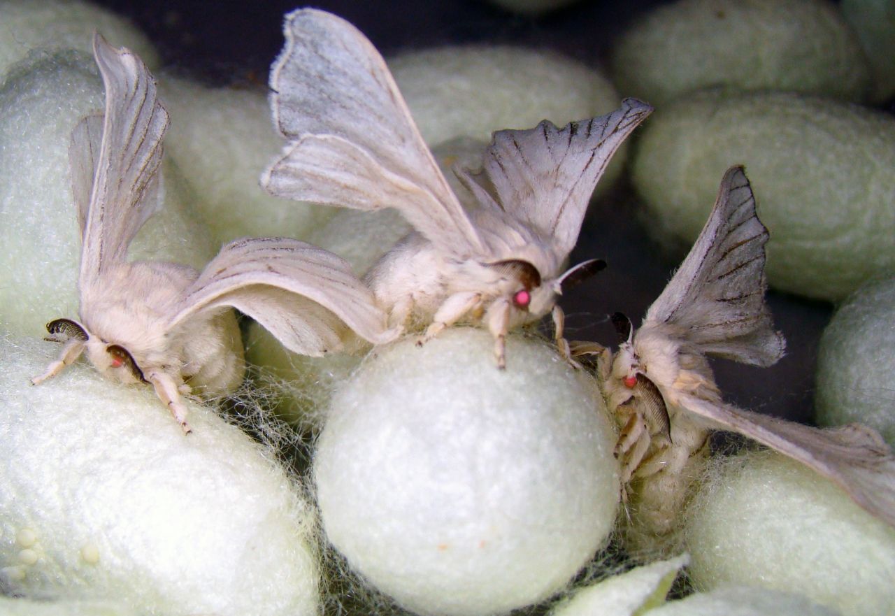 A group of genetically engineered silk moths. Silkworms produce cocoons in order to transform into silk moths and the cocoons can be harvested into silk. Kraig Biocraft Labs have engineered silkworms to produce spider silk in lieu of traditional silk.