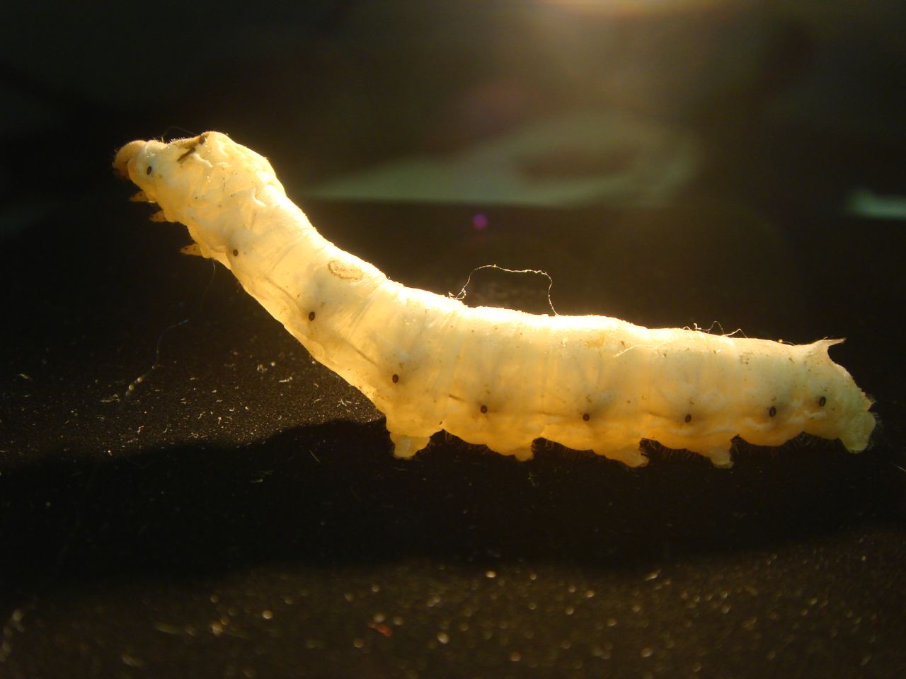 A mature silkworm immediately prior to it spinning its silk cocoon. At one time in history, the rarity of silk made it a highly prized material. It has been woven into textiles for thousands of years.
