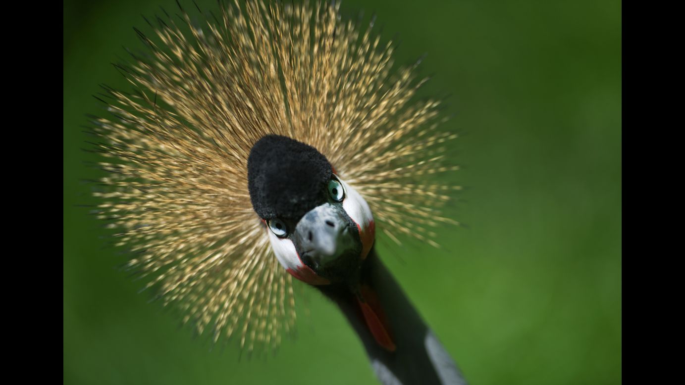 A crowned crane is seen at a zoo in Stralsund, Germany, on Wednesday, July 20.