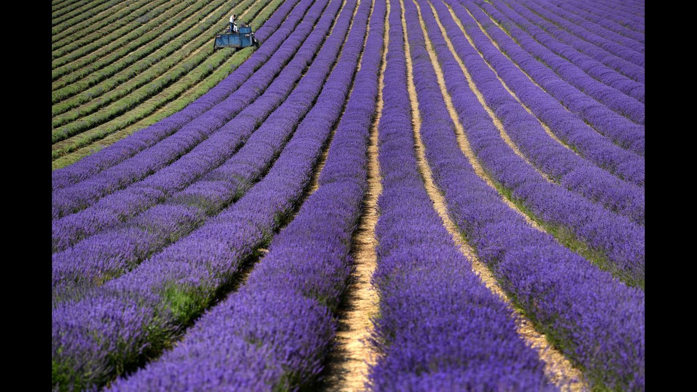 A tractor harvests lavender in West Sussex, England, on Wednesday, July 20.