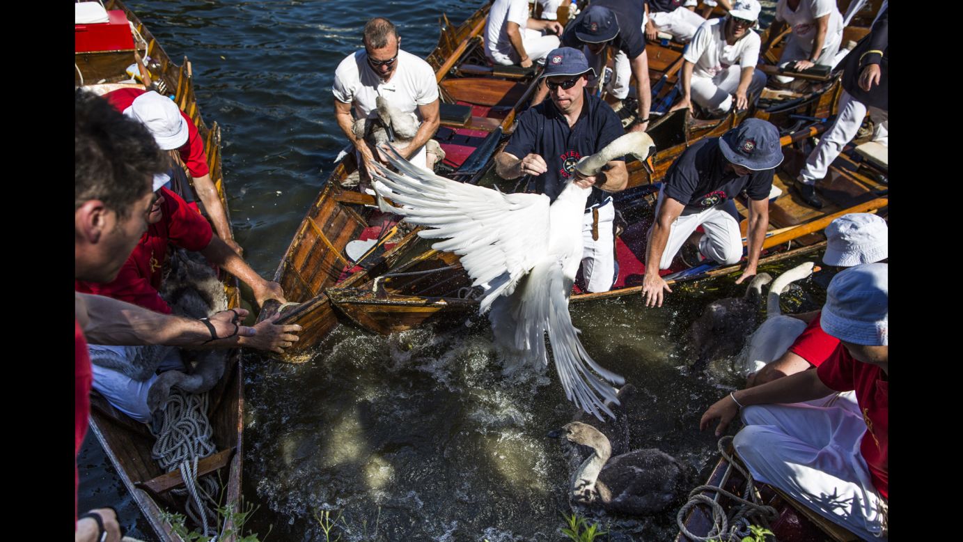 Swans and cygnets are rounded up in London's River Thames to be weighed and tagged during the annual Swan Upping census on Monday, July 18. The ceremony, which goes back to the 12th century, ensures that the swan population is maintained. The birds are also assessed for any signs of injury or disease.