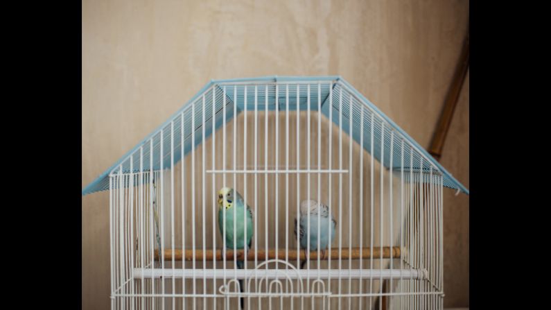 These are Natali's birds, and Maffei thought the cage was sort of a metaphor for the whole settlement.
