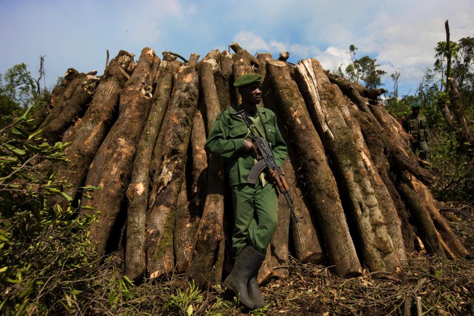 Katembo has loved wildlife since he was young. "All national parks are a reservoir of biodiversity in DRC, to lose the park will be to lose all the biodiversity of the area, impacting on the future of the next generations, " he tells CNN. "When protecting the park we also contribute to the fight against climate change," he adds.<br />Pictured here, a ranger protects an area of the forest in Virunga National Park where trees have been cut for illegal charcoal production. 