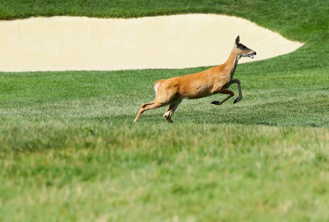 Deer roam freely on the grounds -- as seen during Monday's practice rounds ahead of the 2016 event. The club has regular culls with licensed hunters.