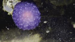 Mysterious Purple Blob Nautilus 1