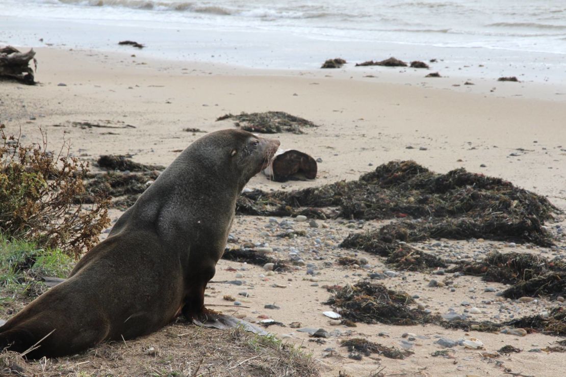Sammy was released on a local beach and made his way back to the ocean.