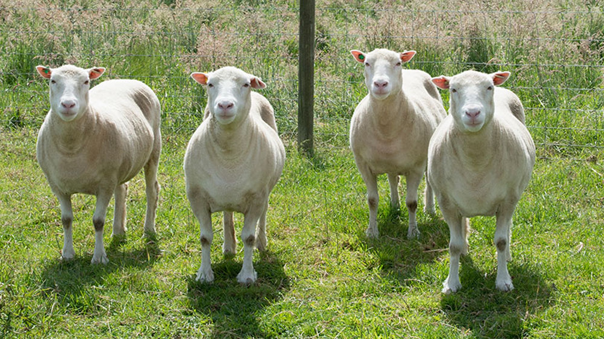 Dolly the sheep: 20 years on, questions remain over cloning | CNN