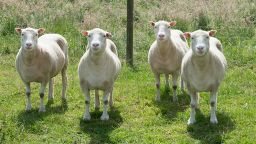 dolly the sheep sister clones