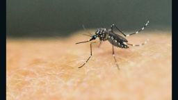 CNNMoney Zika Mosquito