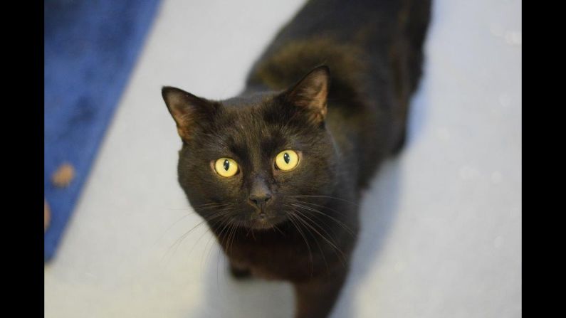 Say hello to Gladstone, the latest "diplocat" to join Britain's government offices. 