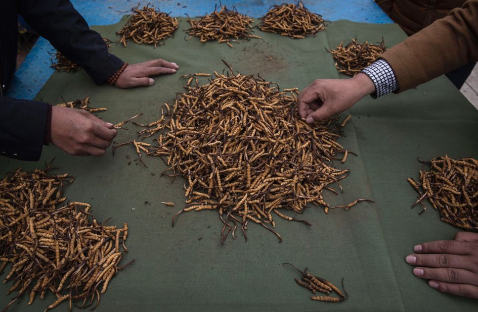 Cordyceps fungus, also known as caterpillar fungus, is a prized ingredient of traditional Asian medicinal treatments that purportedly heal ailments ranging from asthma to impotence to cancer. But there isn't much science to back up the claims.