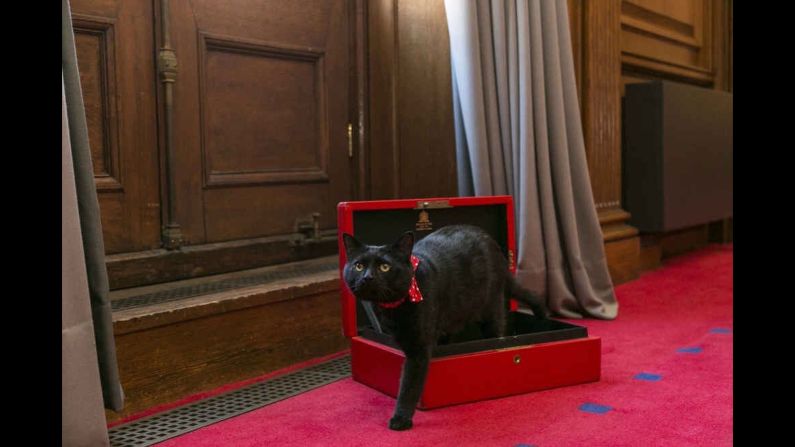 Gladstone's new job will be "chief mouser" at the UK Treasury.