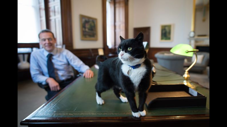 Much like Gladstone, Palmerston was also a stray cat recruited from the Battersea Dogs and Cats Home in south London. 