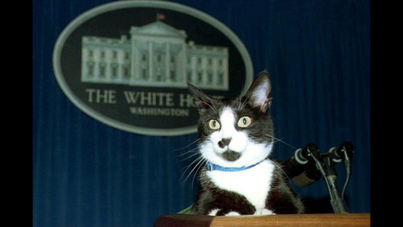 In the U.S., Socks, the Clinton family's cat, entertained journalists during this press conference in 1994. 