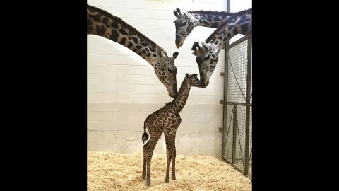 A new study shows giraffes are not one species, but rather four different ones, changing the game for the world's tallest mammal.  