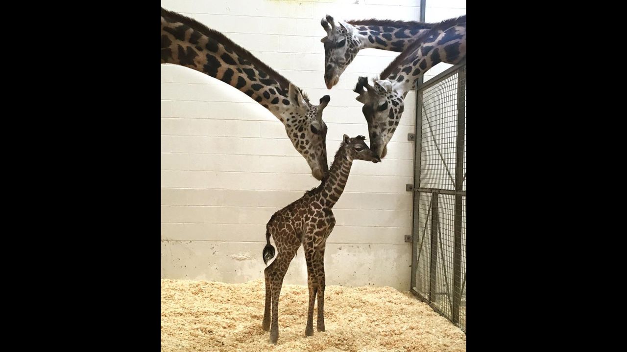 The baby giraffe gets some love from mom, left, and two other females from the Cincinnati Zoo.