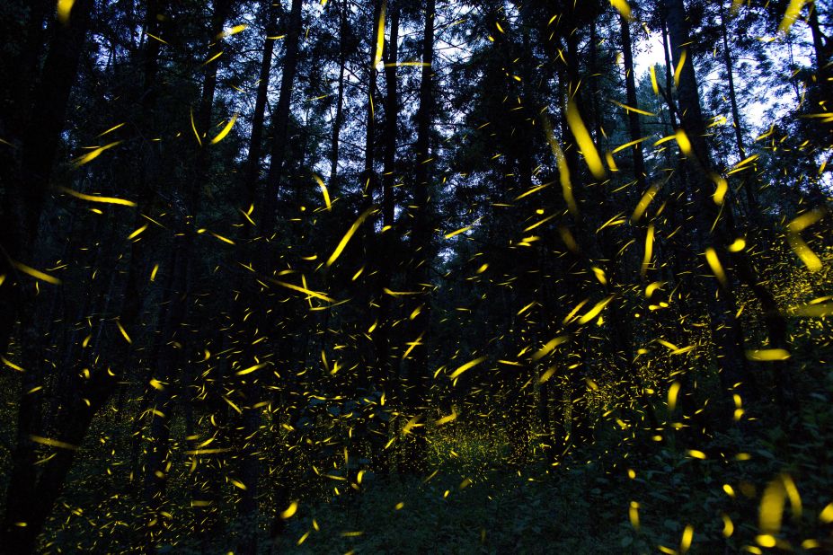 Do Glow-in-the-Dark Trees Exist? - Environment Co