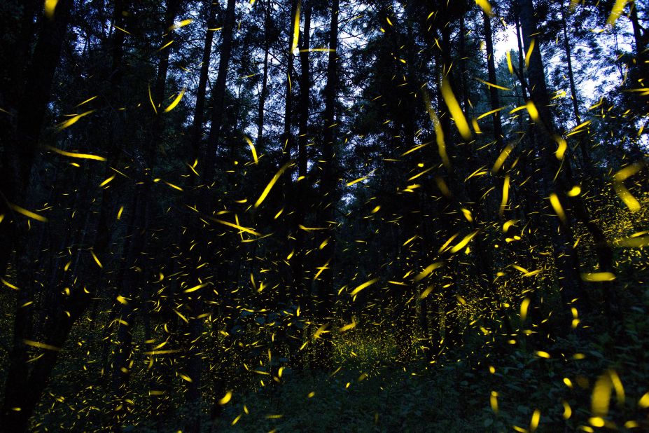 Discovering the forest wonders of Africa -- and the threats they face